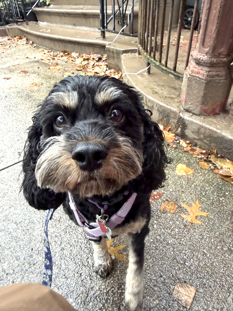 Our new client Lily!